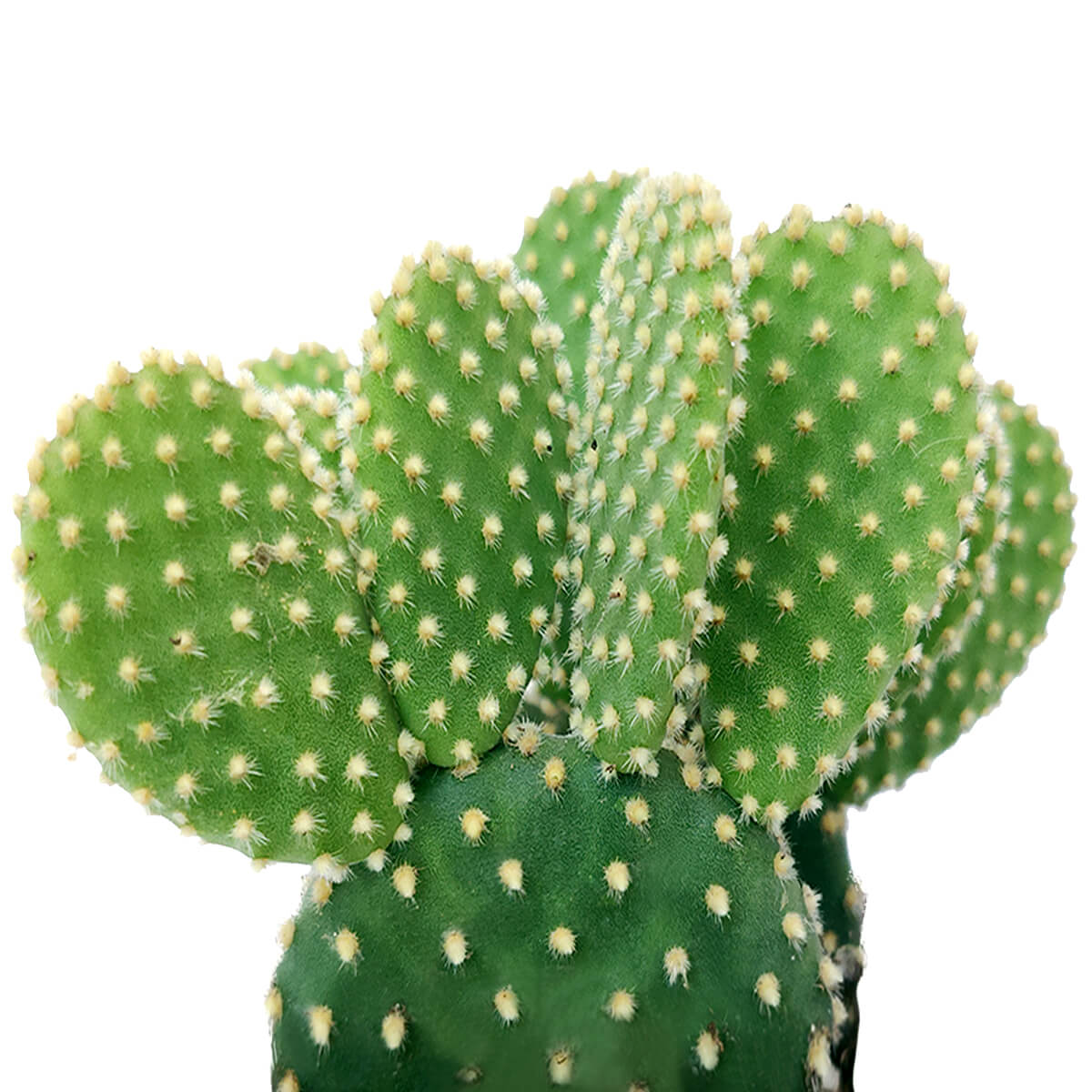 angel wing kaktus Golden Angel Wing Cactus 2 inch / Plastic Pot