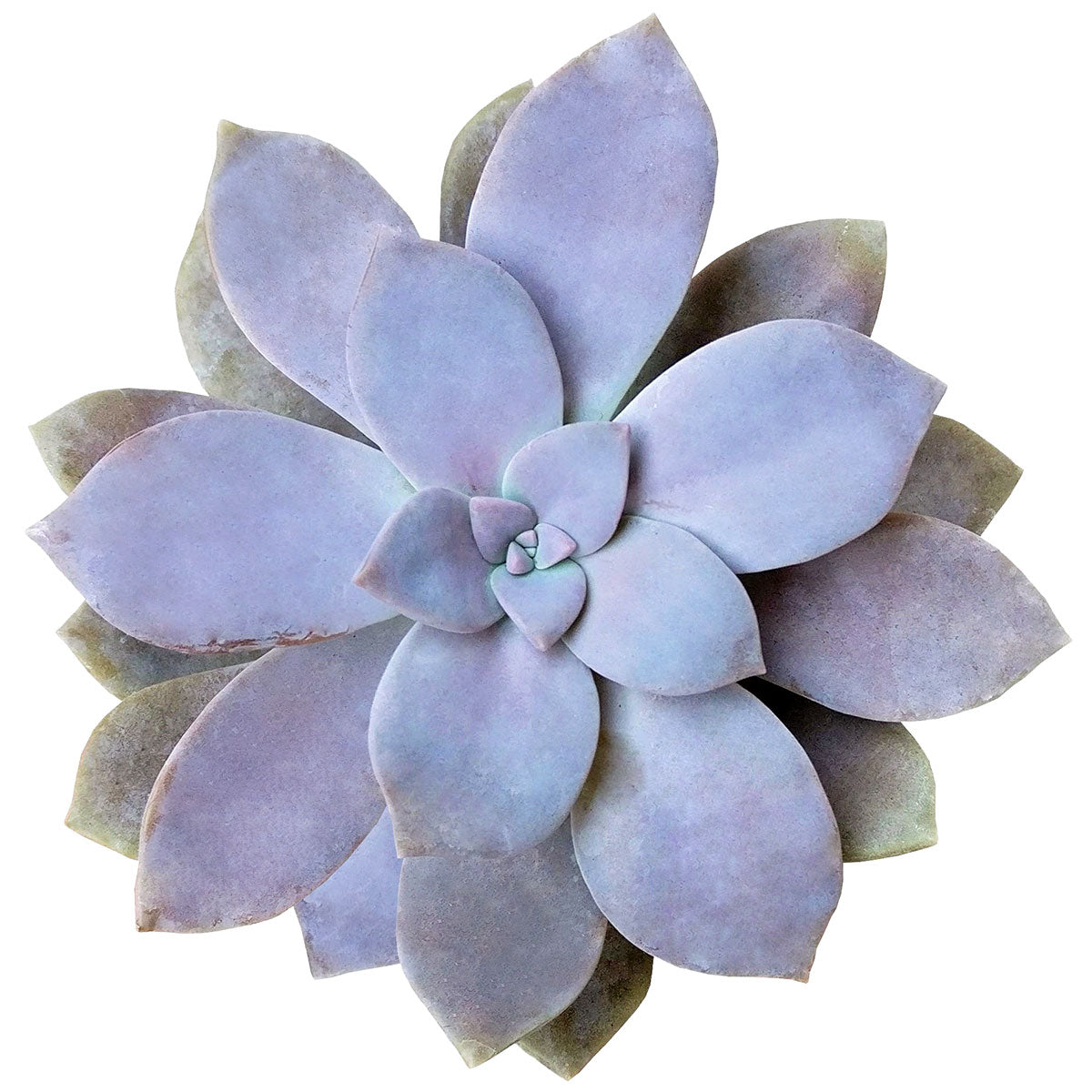 Graptopetalum Superbum