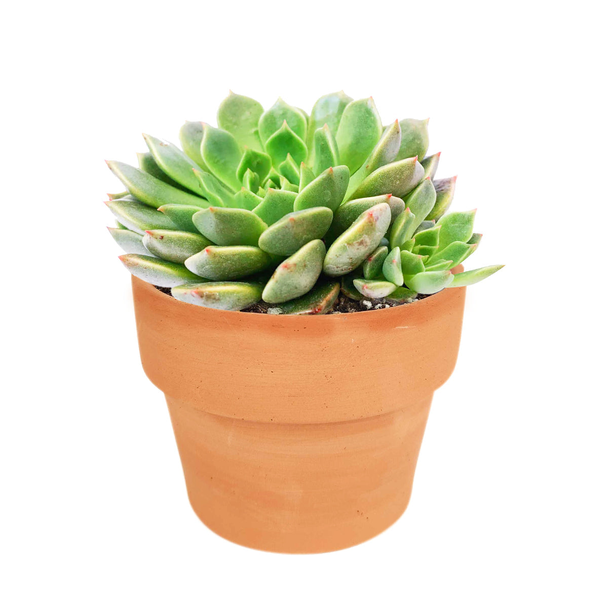 Graptoveria Olivia Succulent