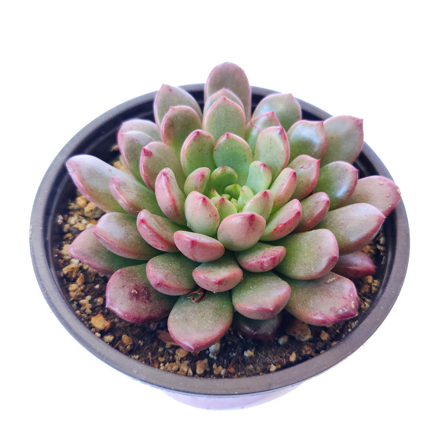 Graptoveria Bashful