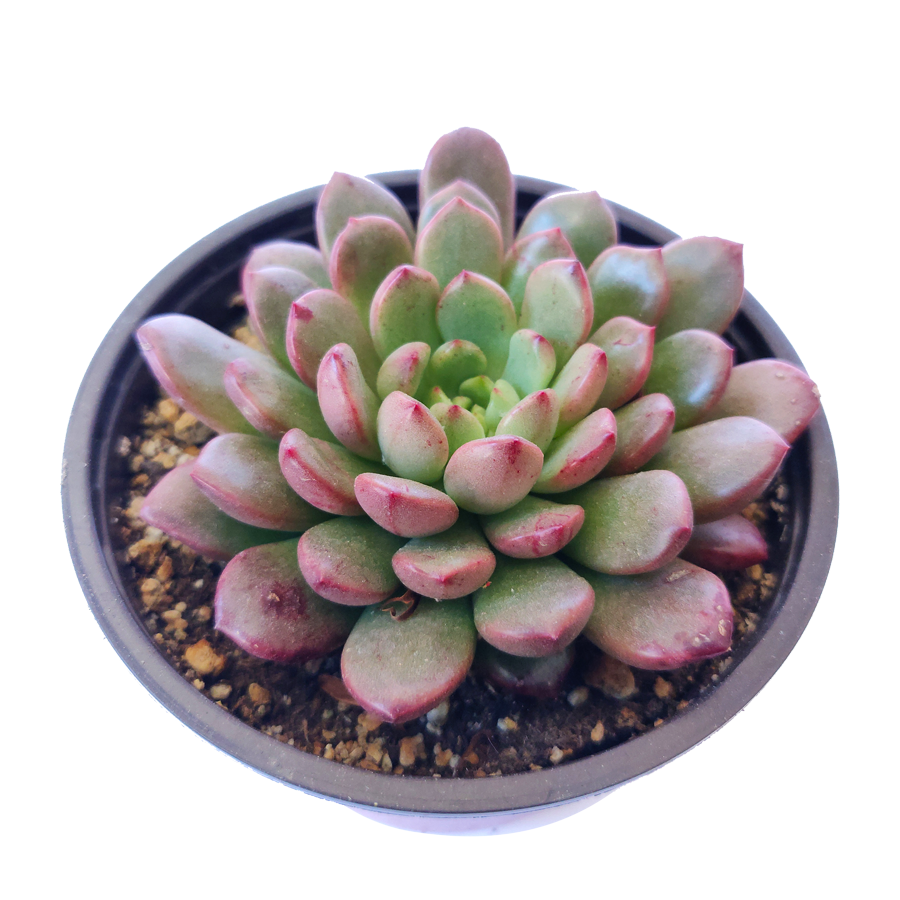 Graptoveria Bashful