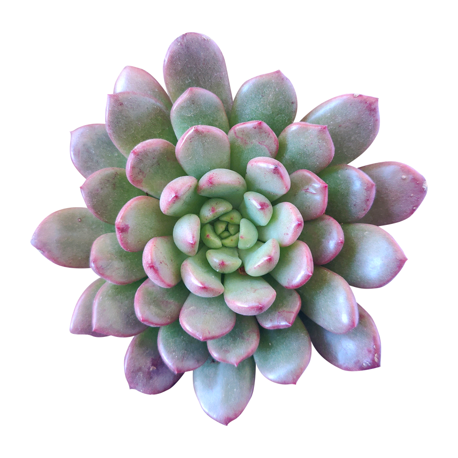 Graptoveria Bashful