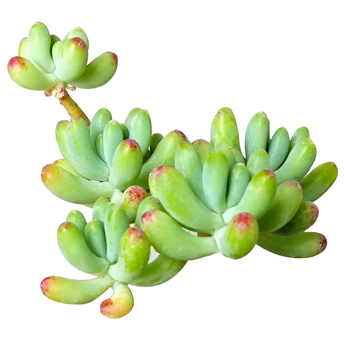 Green Jelly Bean Sedum