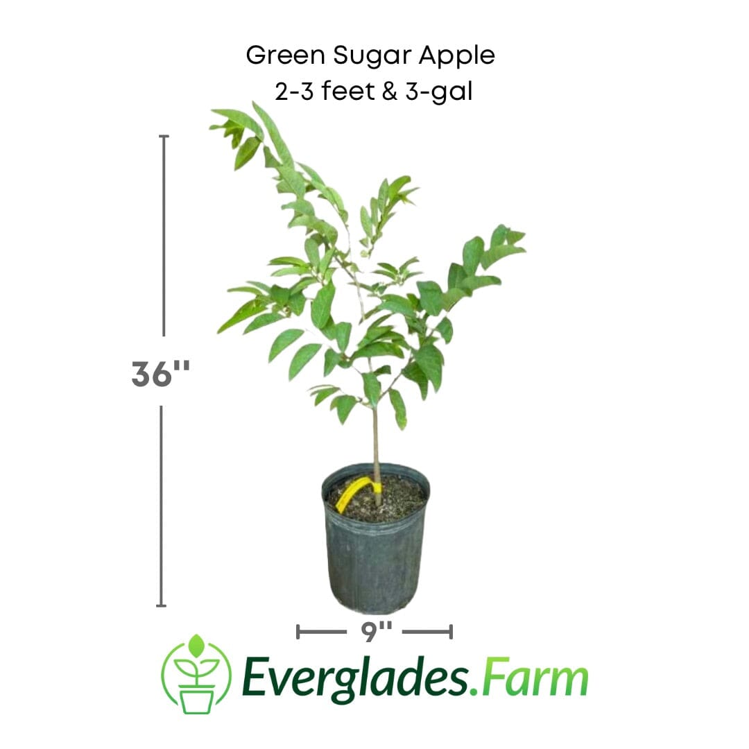 Green Sugar Apple, Sweetsop, Annona Tree