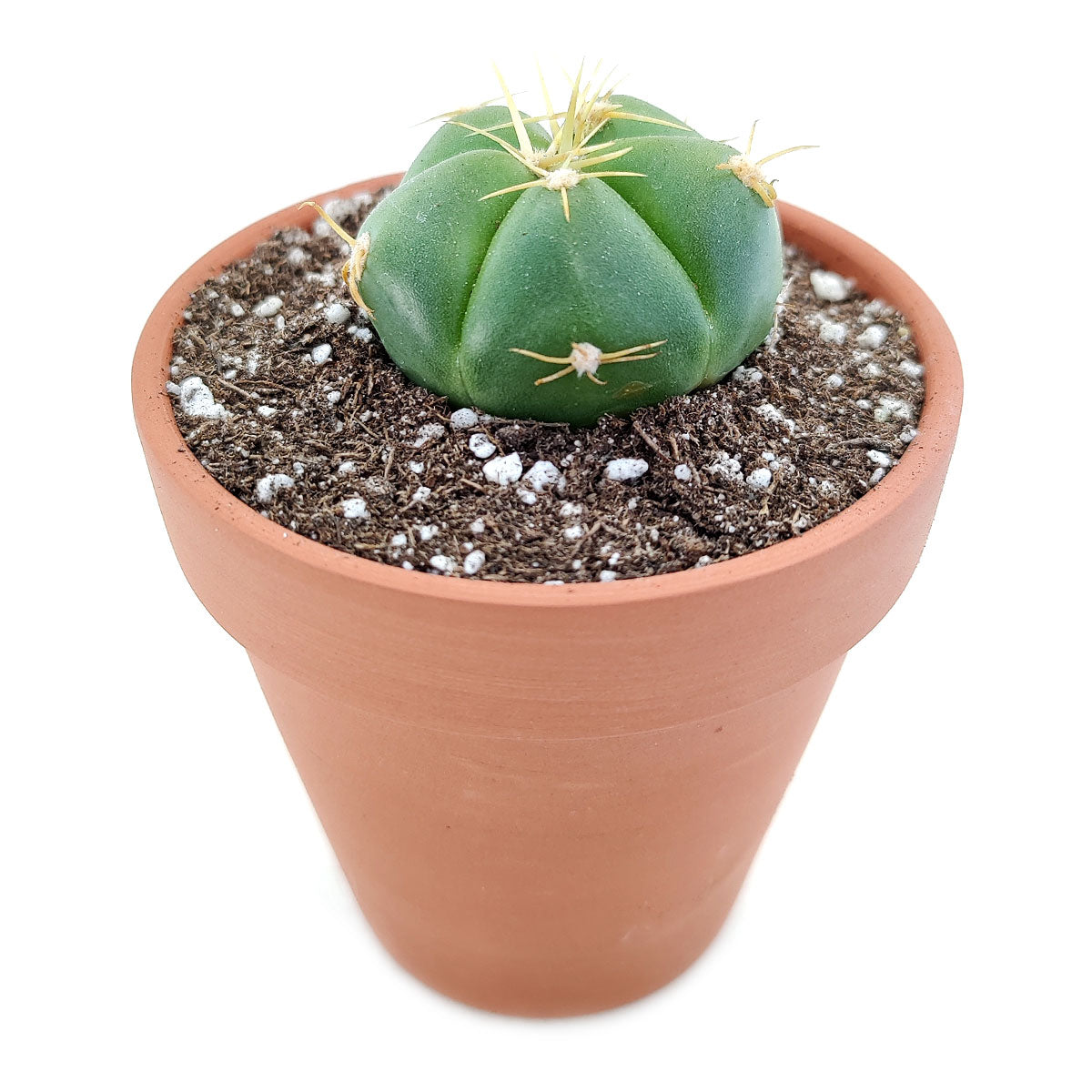 Gymnocalycium Horstii Ssp. Buenekeri Cactus