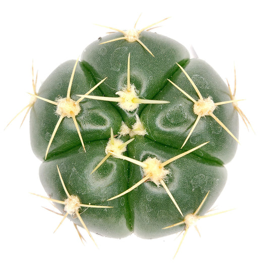 Gymnocalycium Horstii Ssp. Buenekeri Cactus