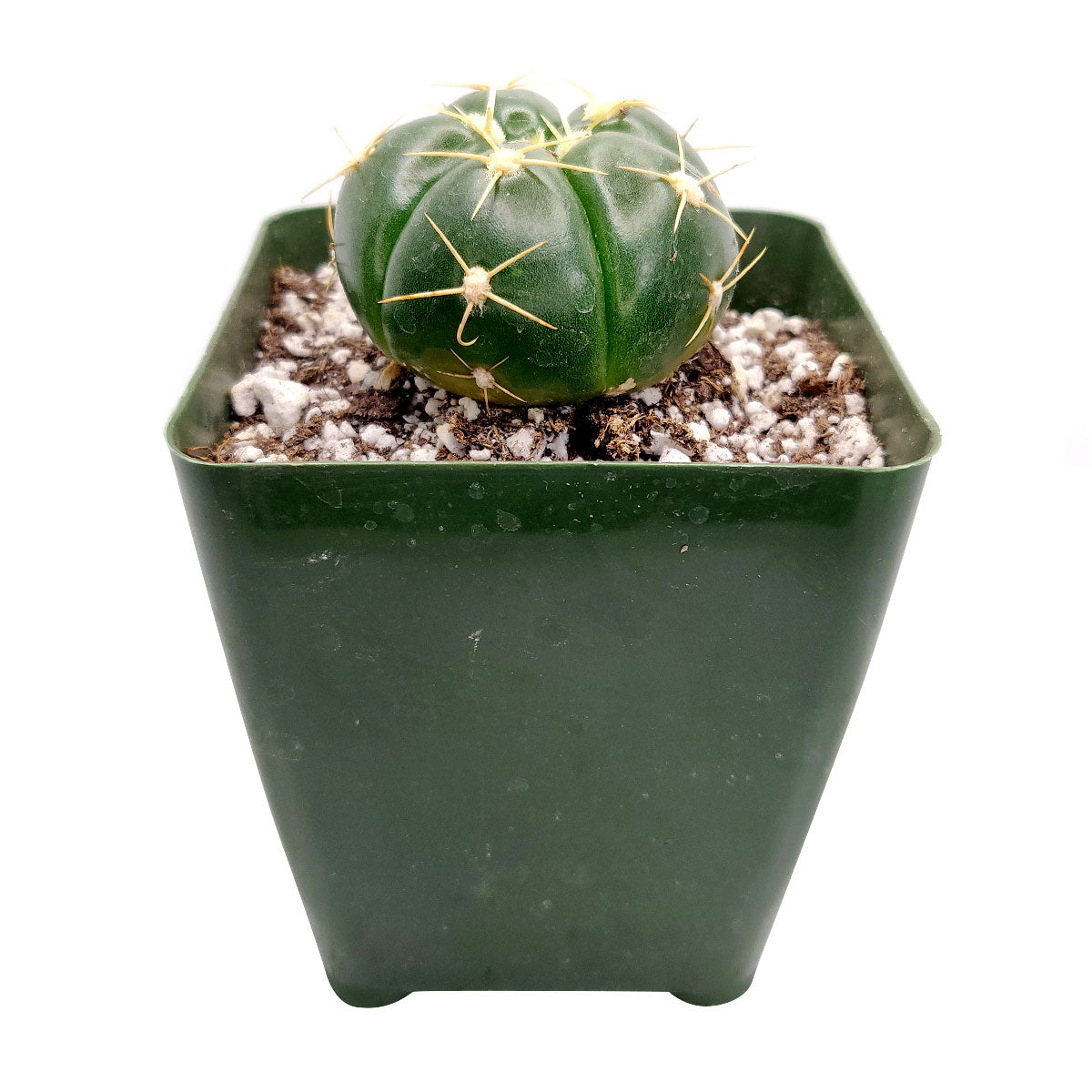 Gymnocalycium Horstii Ssp. Buenekeri Cactus