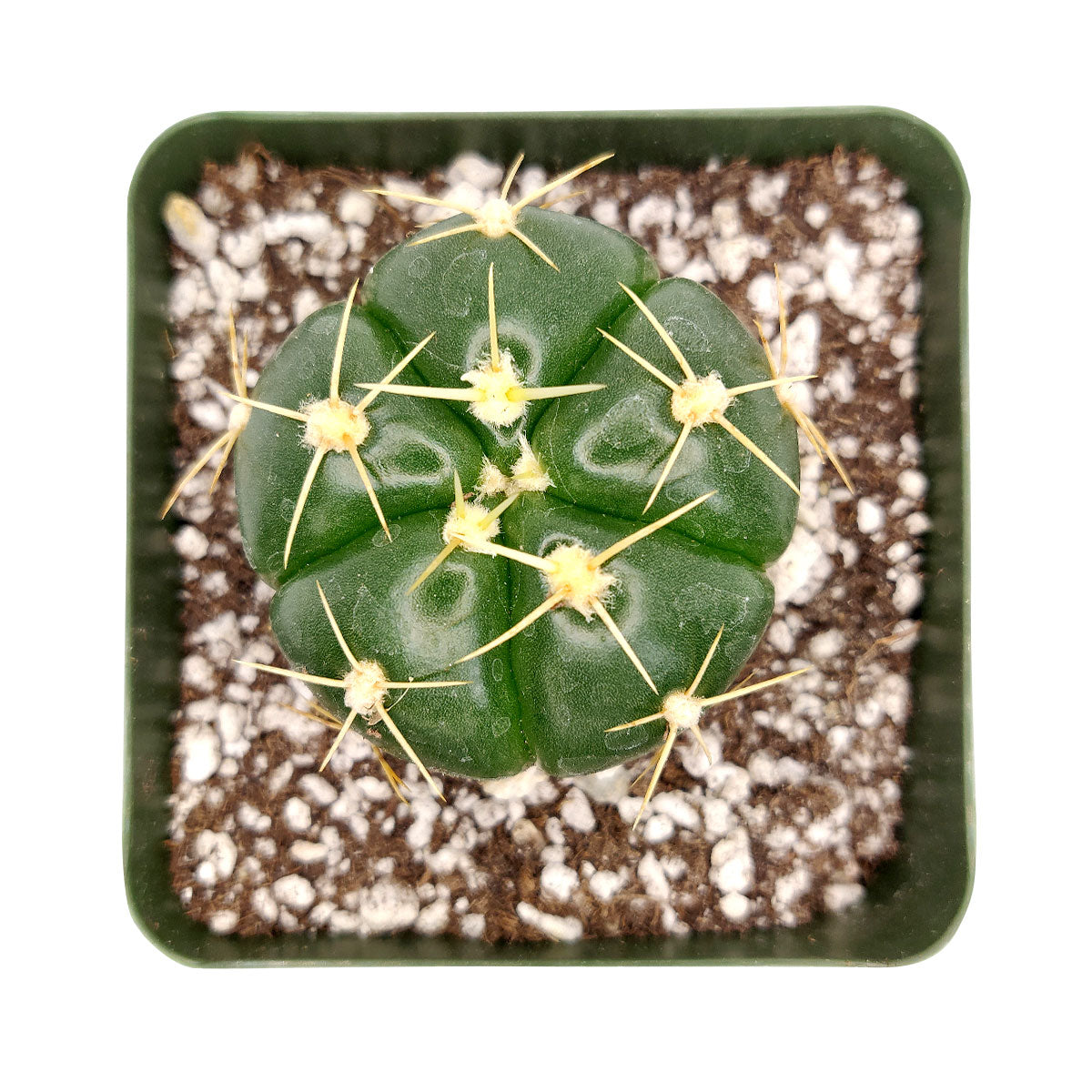 Gymnocalycium Horstii Ssp. Buenekeri Cactus