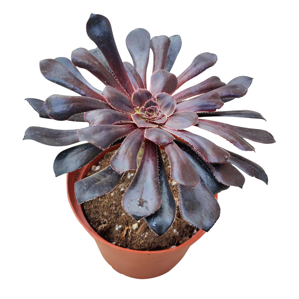 Aeonium Black Rose Zwartkop