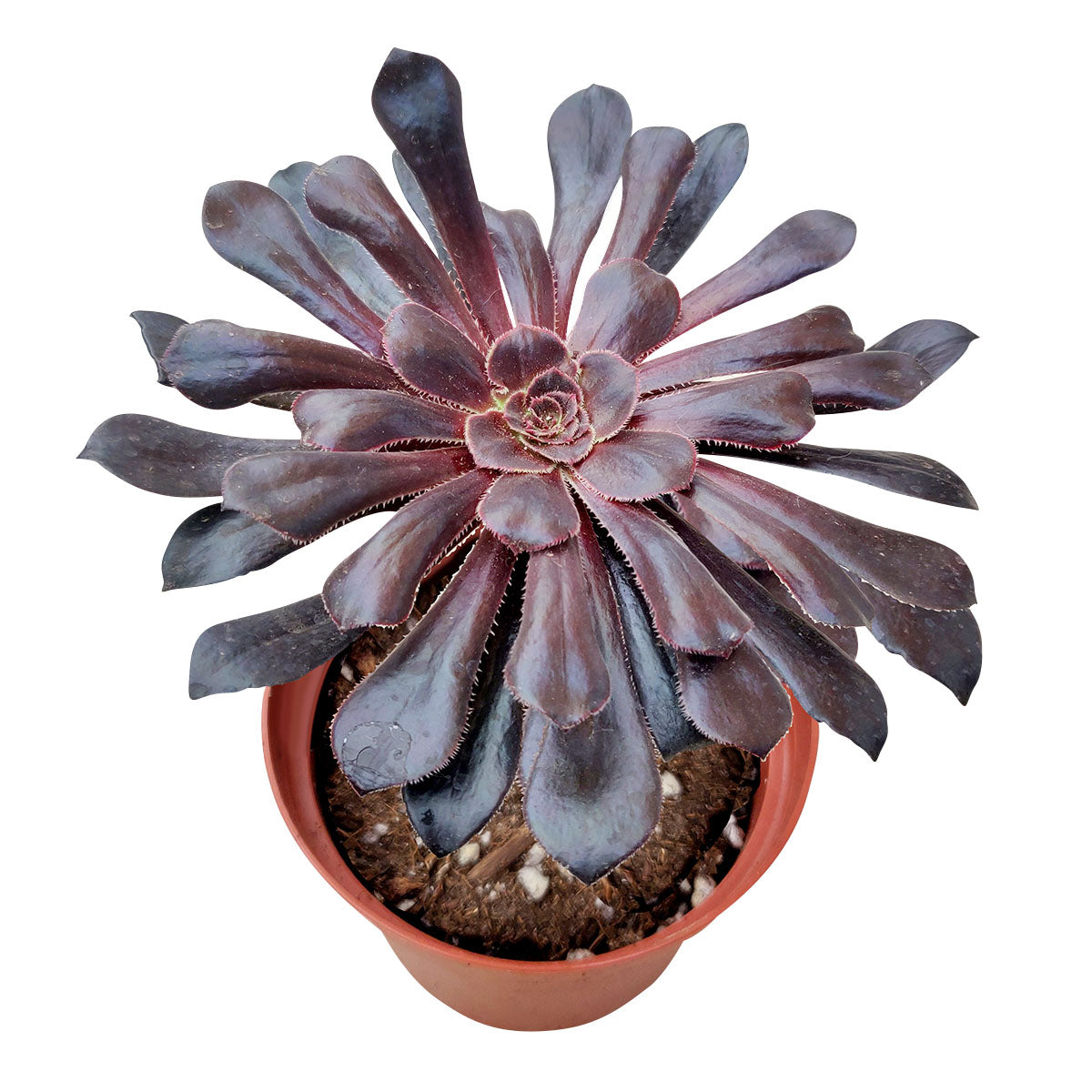 Aeonium Black Rose Zwartkop