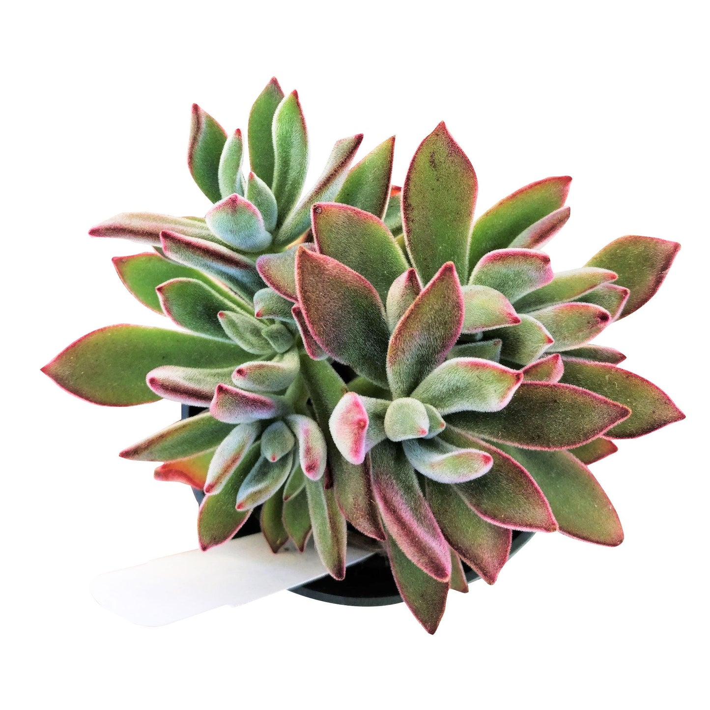 Echeveria Harmsii Ruby Slipper