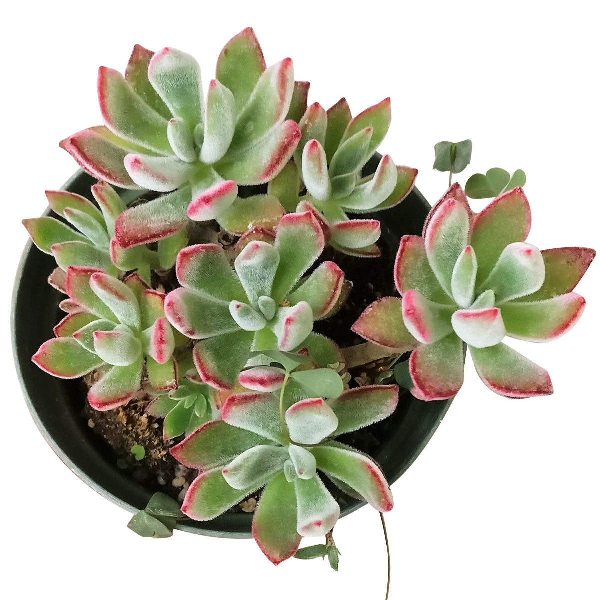 Echeveria Harmsii Ruby Slipper