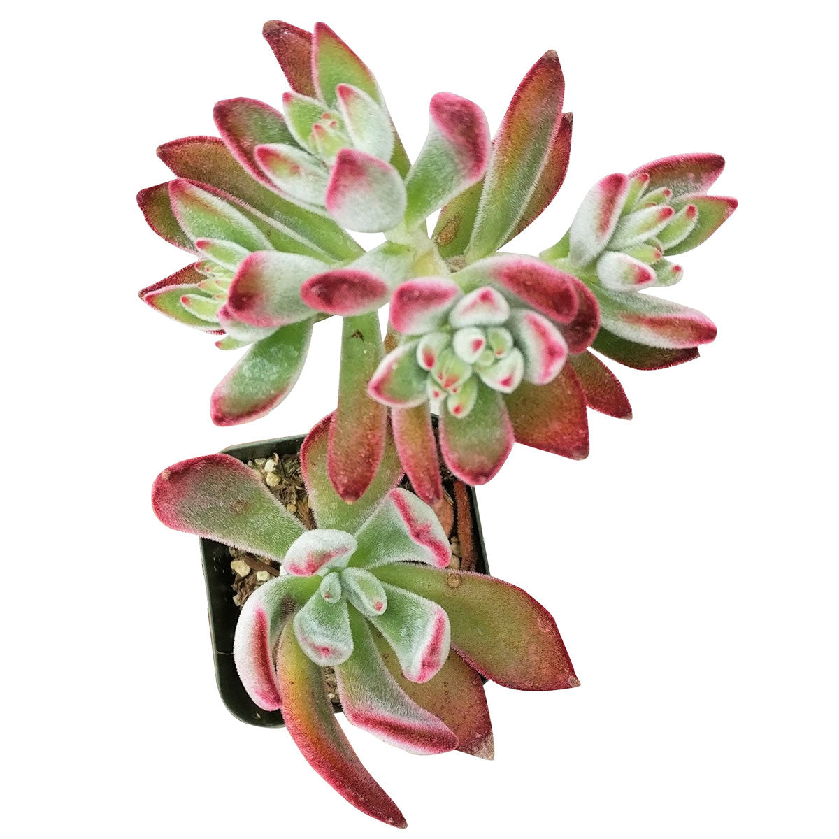 Echeveria Harmsii Ruby Slipper