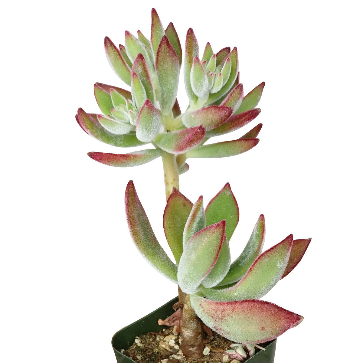 Echeveria Harmsii Ruby Slipper