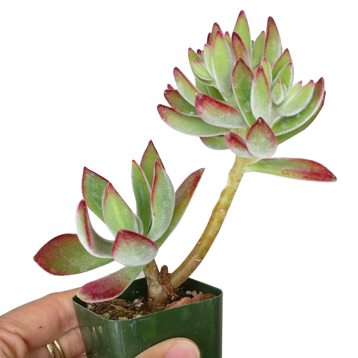 ruby slipper succulent Echeveria Harmsii Ruby Slipper for Sale