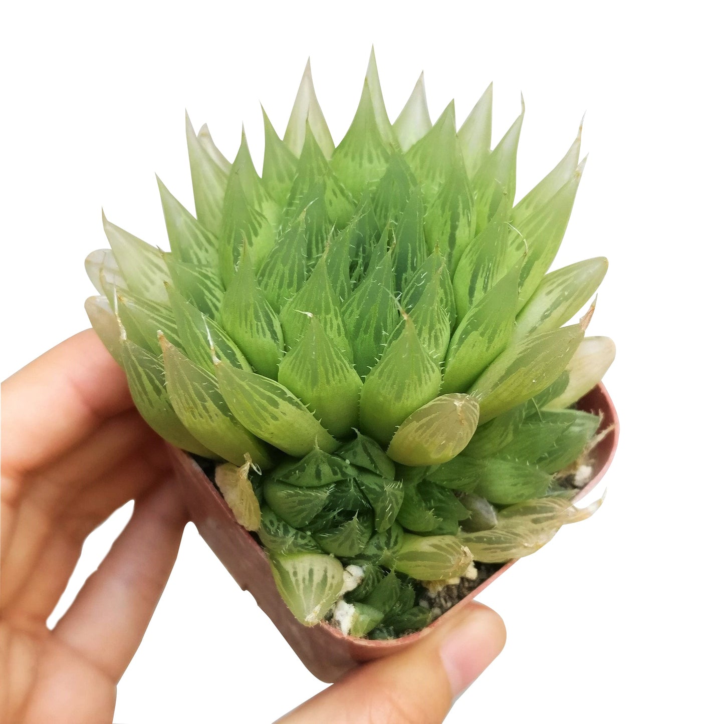 Haworthia Cooperi Succulent