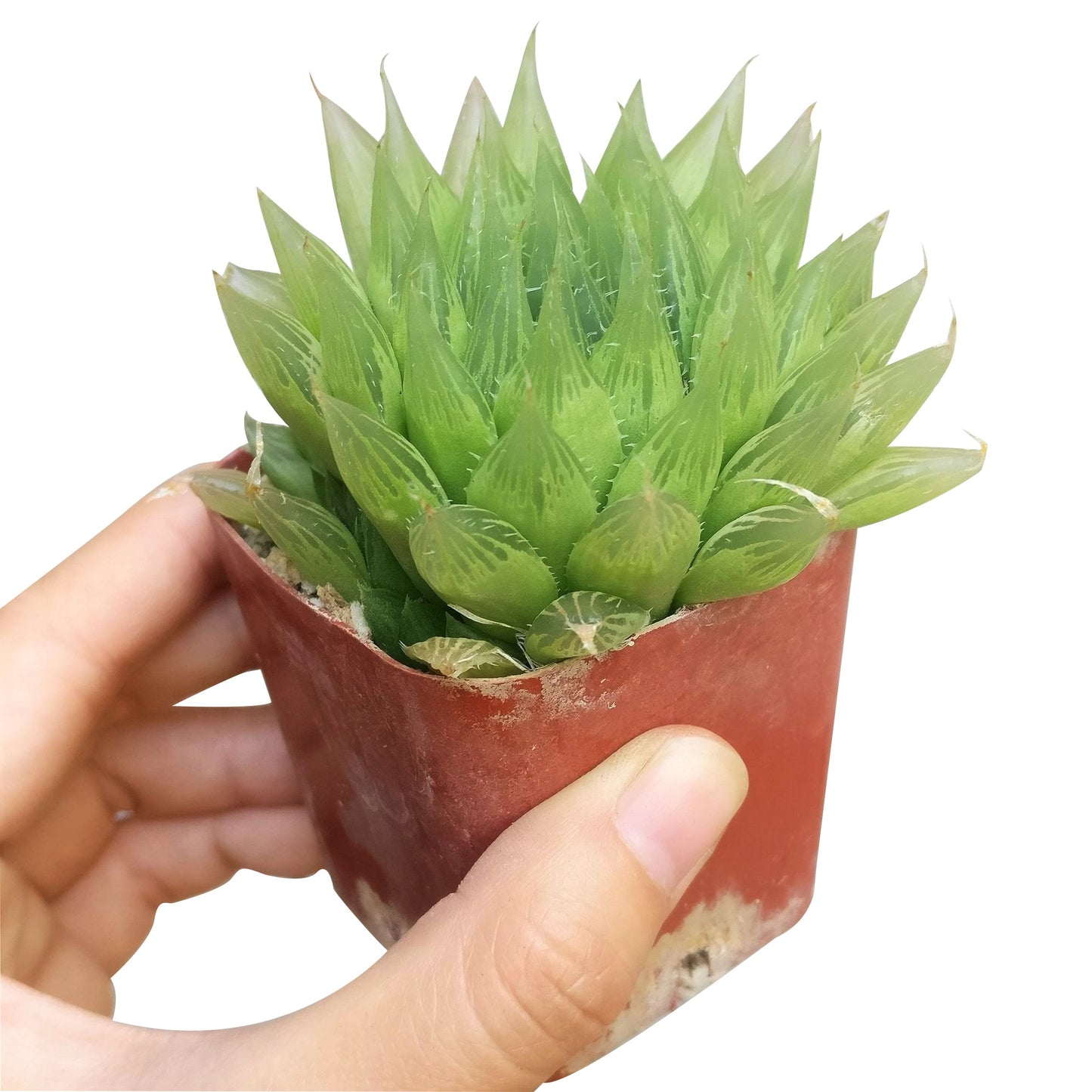 Haworthia Cooperi Succulent