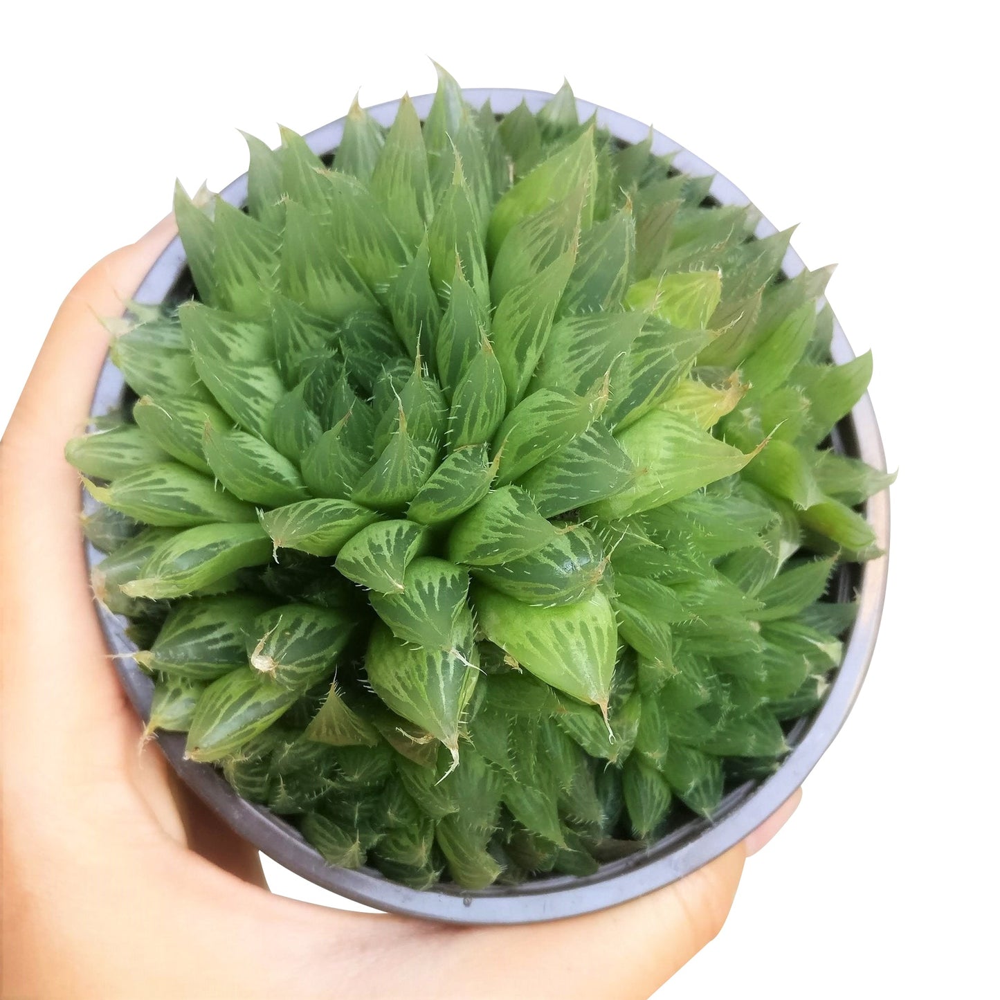 Haworthia Cooperi Succulent