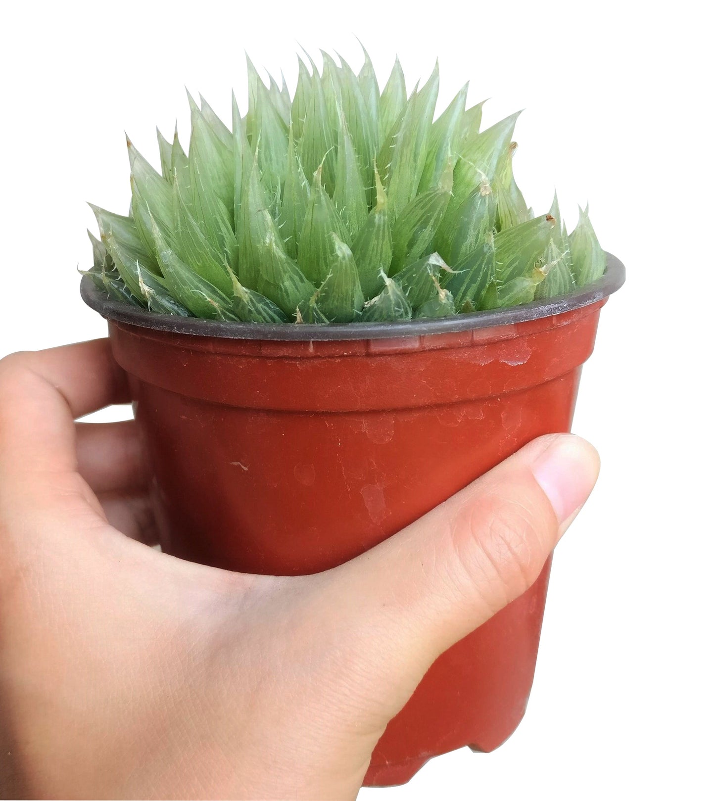 Haworthia Cooperi Succulent