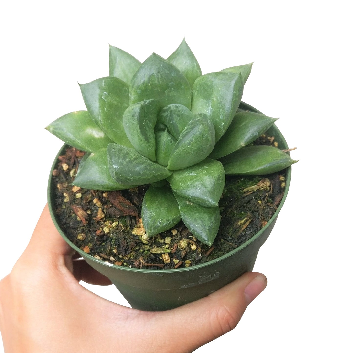 Haworthia Cuspidata Succulent