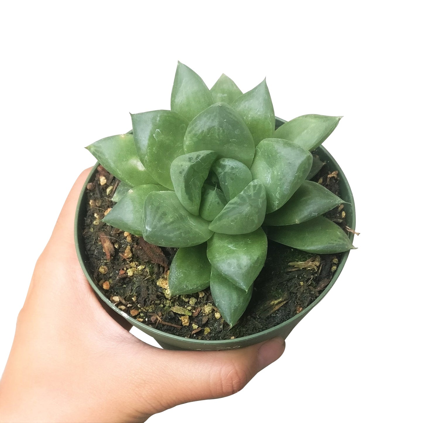 Haworthia Cuspidata Succulent