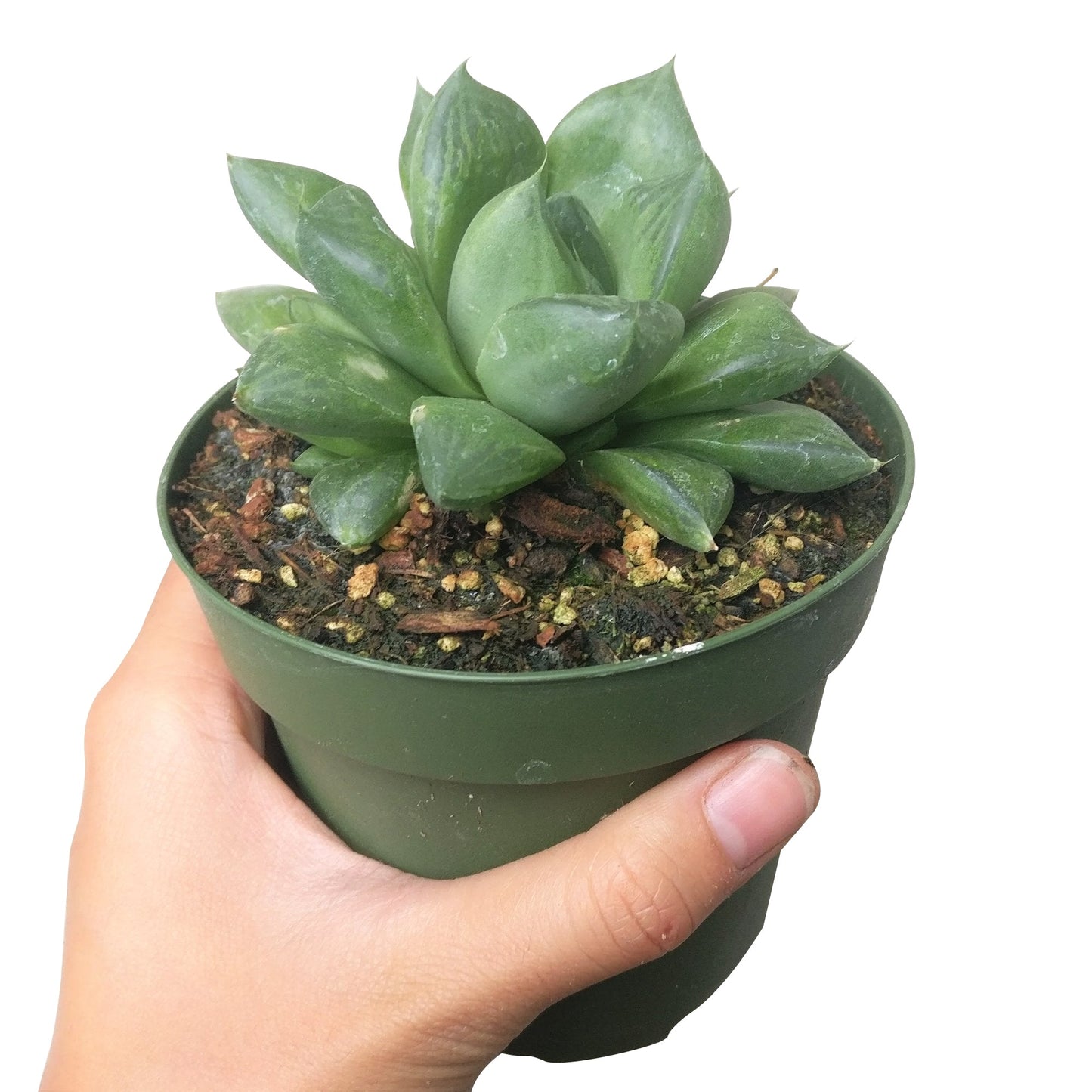 Haworthia Cuspidata Succulent