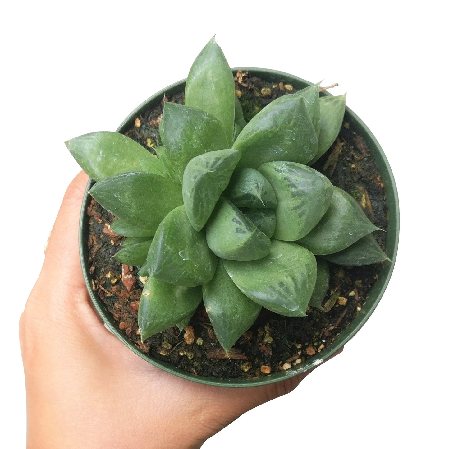 Haworthia Cuspidata Succulent