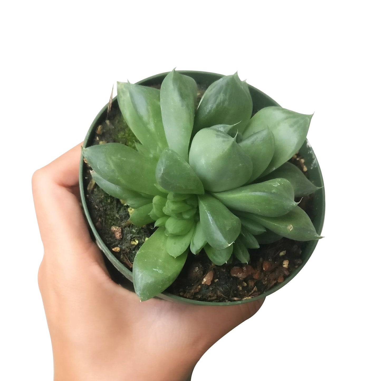 Haworthia Cuspidata Succulent