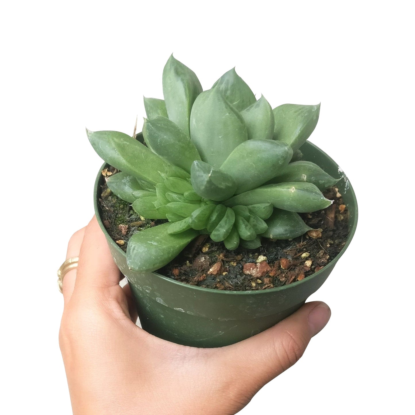 Haworthia Cuspidata Succulent