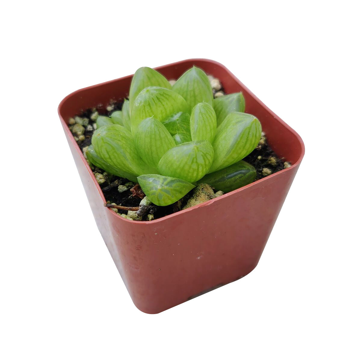 Haworthia Cymbiformis Var. Obtusa