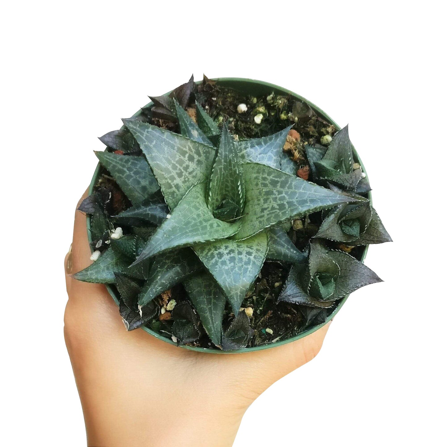 Haworthia Venosa Succulent