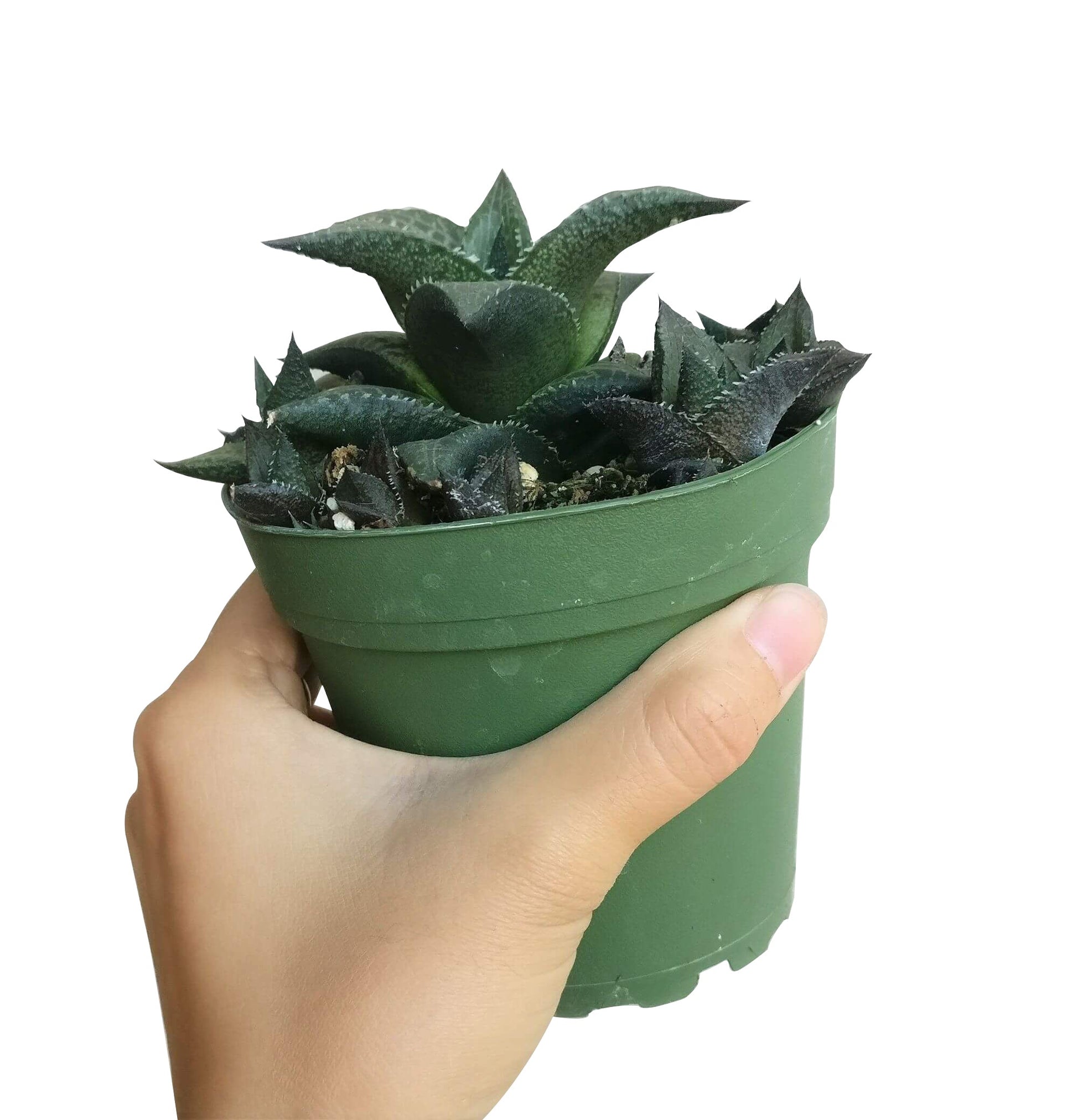 venosa succulent Haworthia Venosa Succulent Plant with Care Instruction 2 inch / White Modern Pot by Succulents Box
