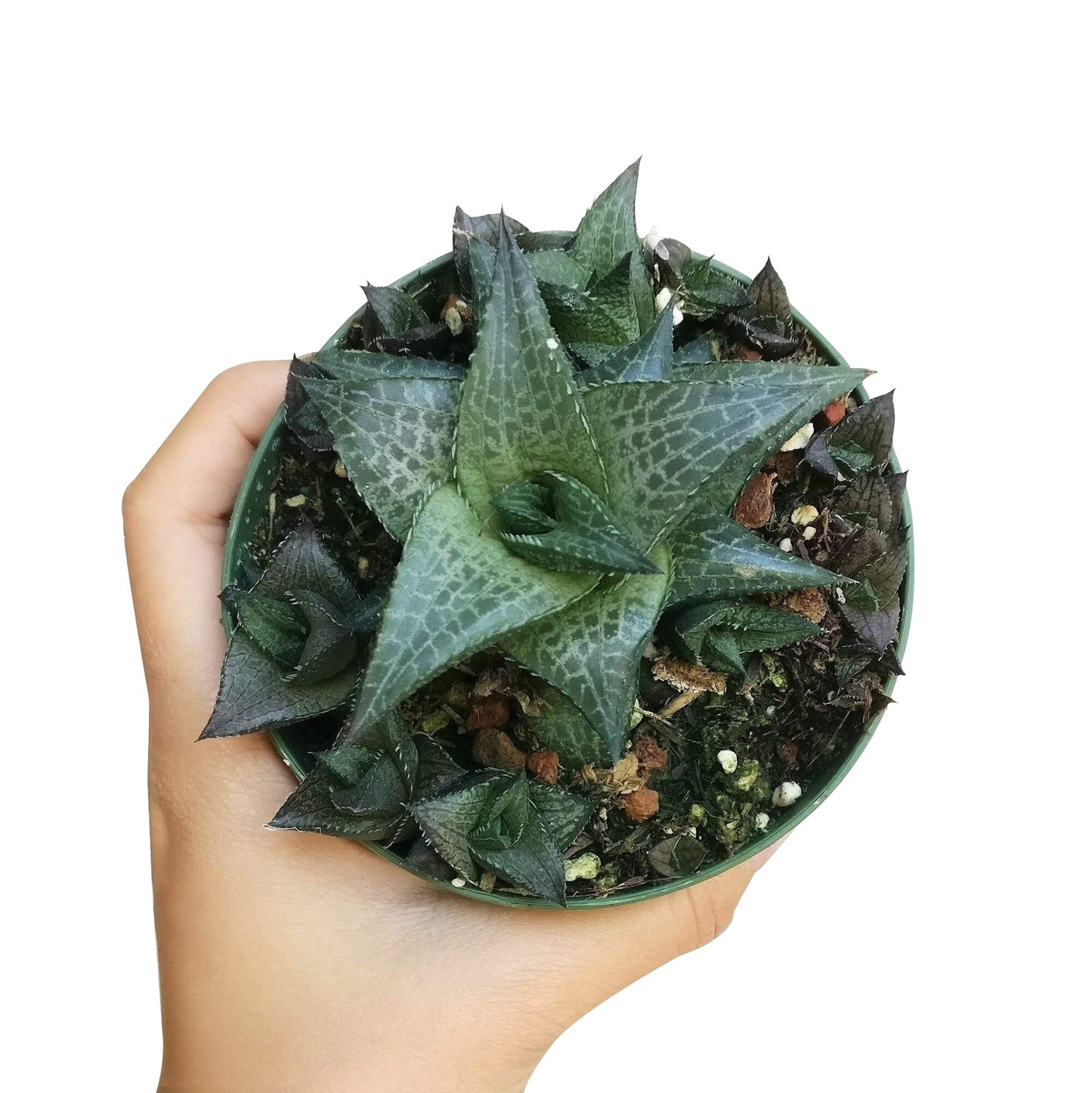 Haworthia Venosa Succulent