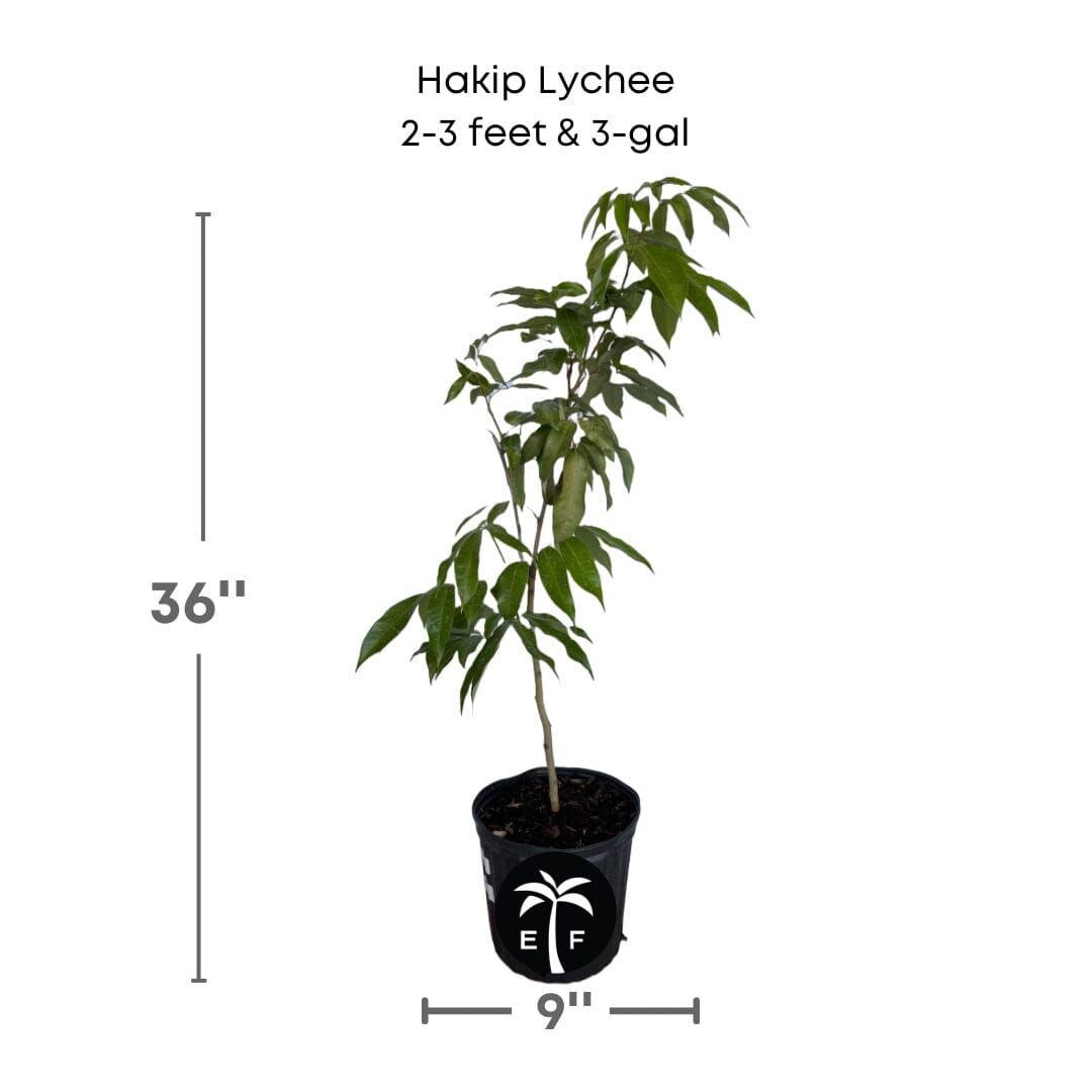 Hakip Lychee Tree, Air-Layered