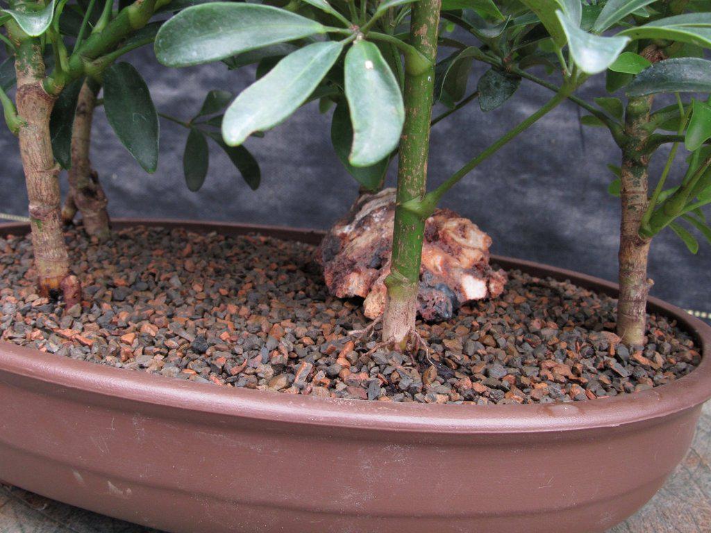 hawaiian umbrella bonsai tree Hawaiian Umbrella Bonsai Tree Forest (5 Trees) – Lovehopegrow
