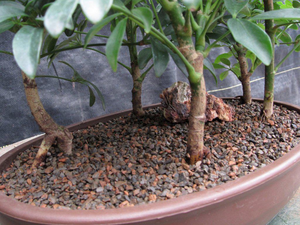 hawaiian umbrella indoor bonsai tree Hawaiian Umbrella Bonsai Tree Forest (5 Trees) – Lovehopegrow