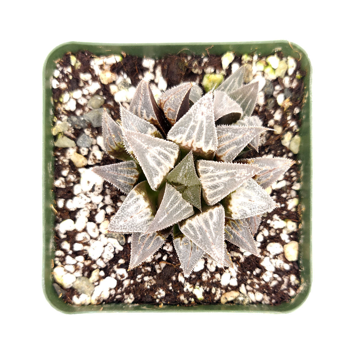 Haworthia emelyae var. Major