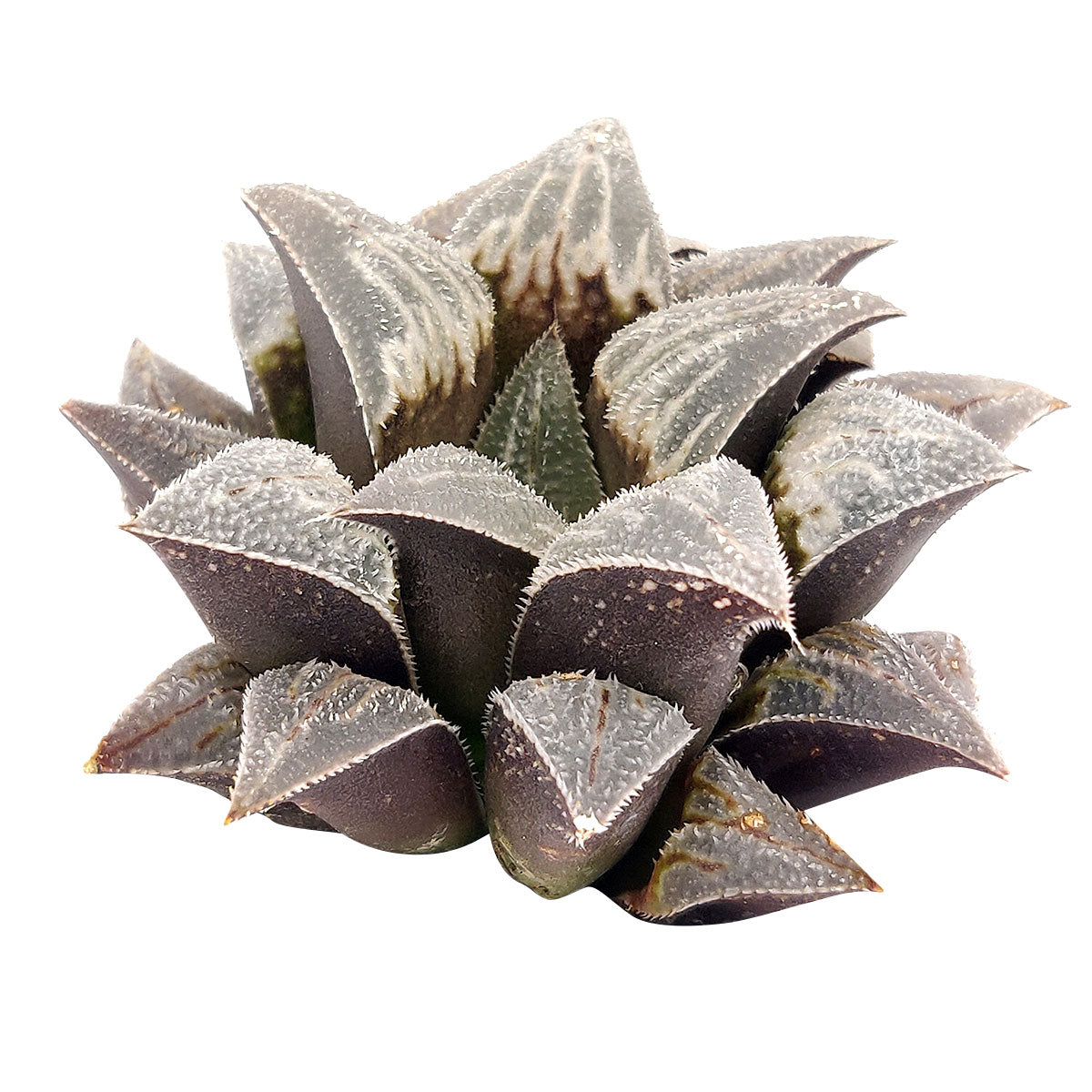 Haworthia emelyae var. Major