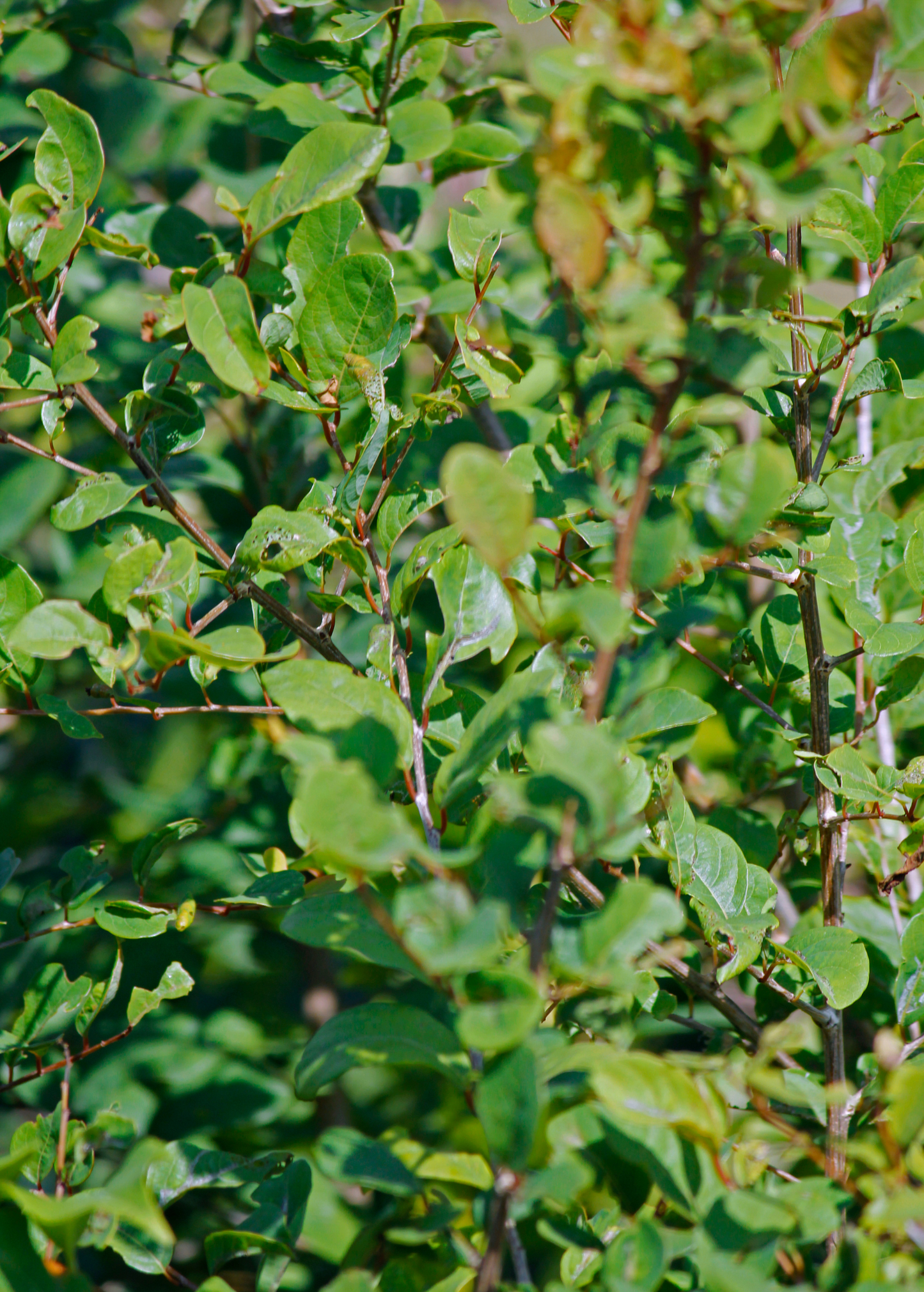 Henna (Lawsonia inermis)