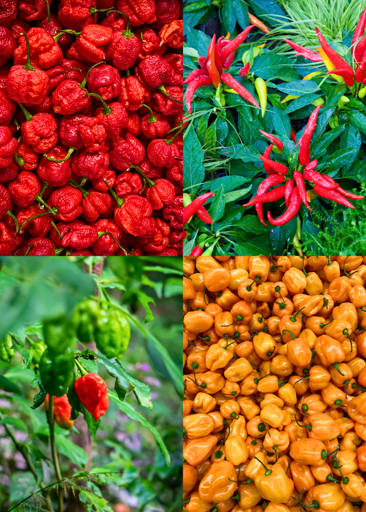 Hot Pepper Bundle: Thai Chili + Orange Habanero + Carolina Reaper