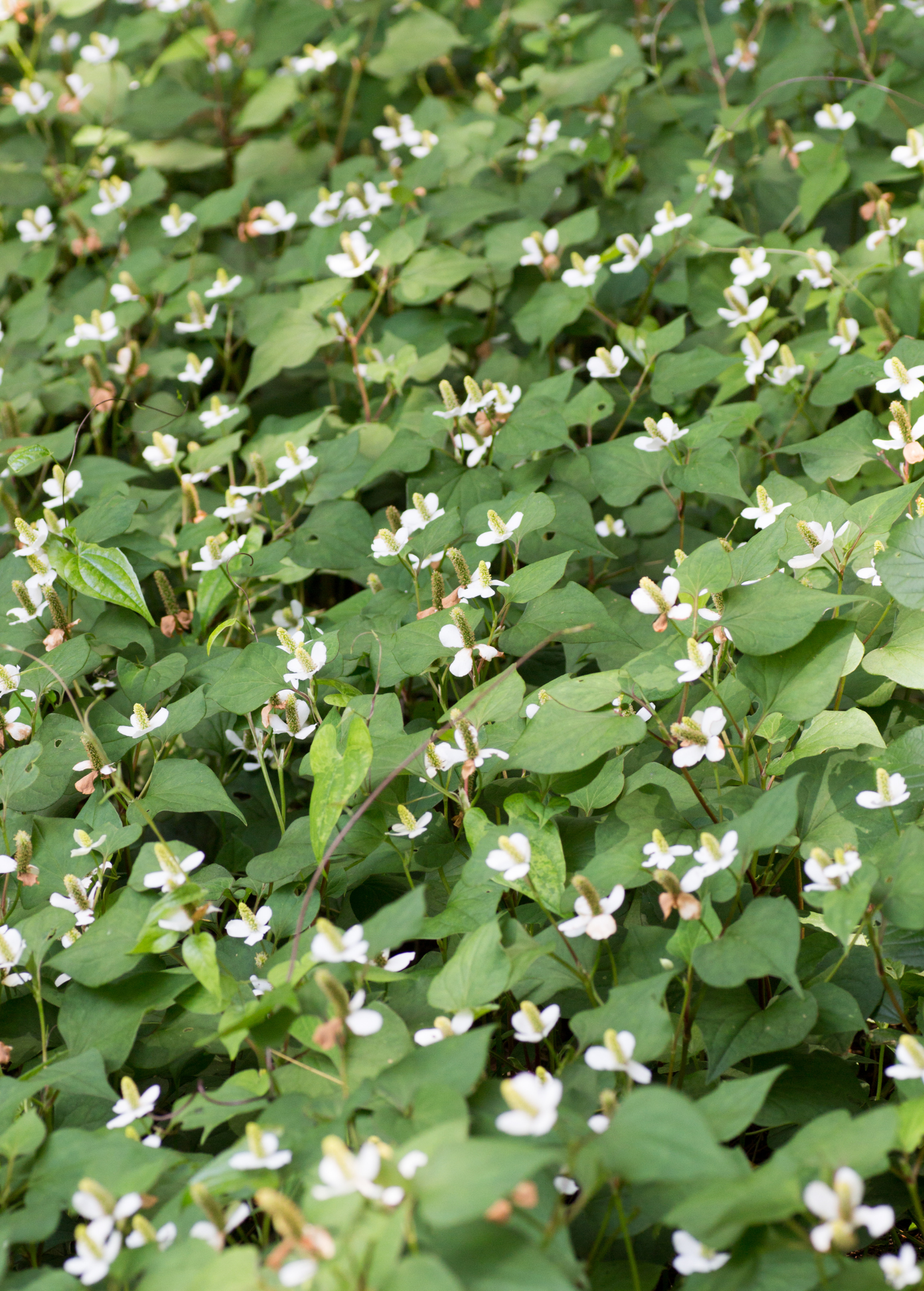 Giâp Cá, Fish Mint (Houttuynia cordata) – Lovehopegrow