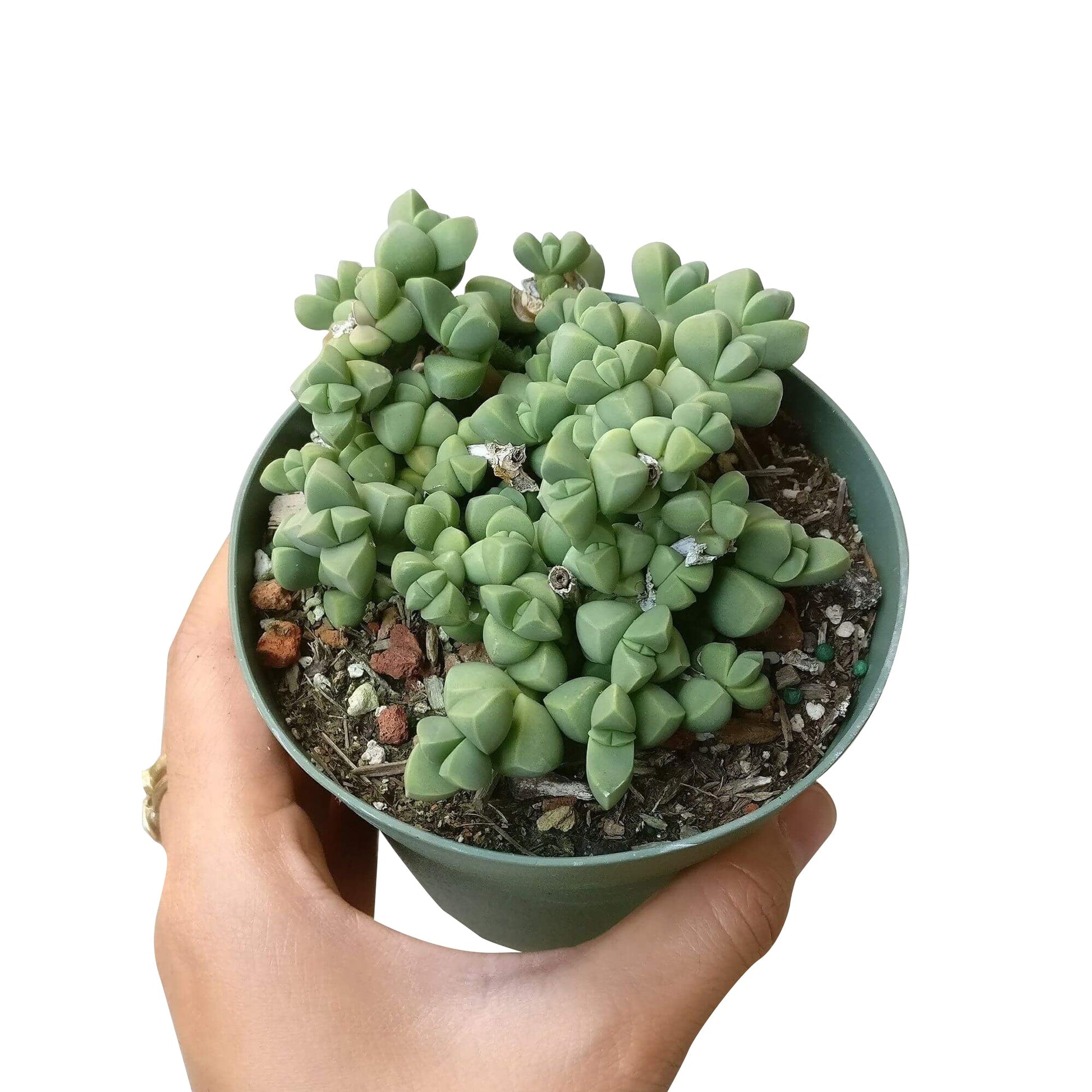 lehmannii succulent Ice Plant Corpuscularia Lehmannii 4 inch / White Modern Pot by Succulents Box