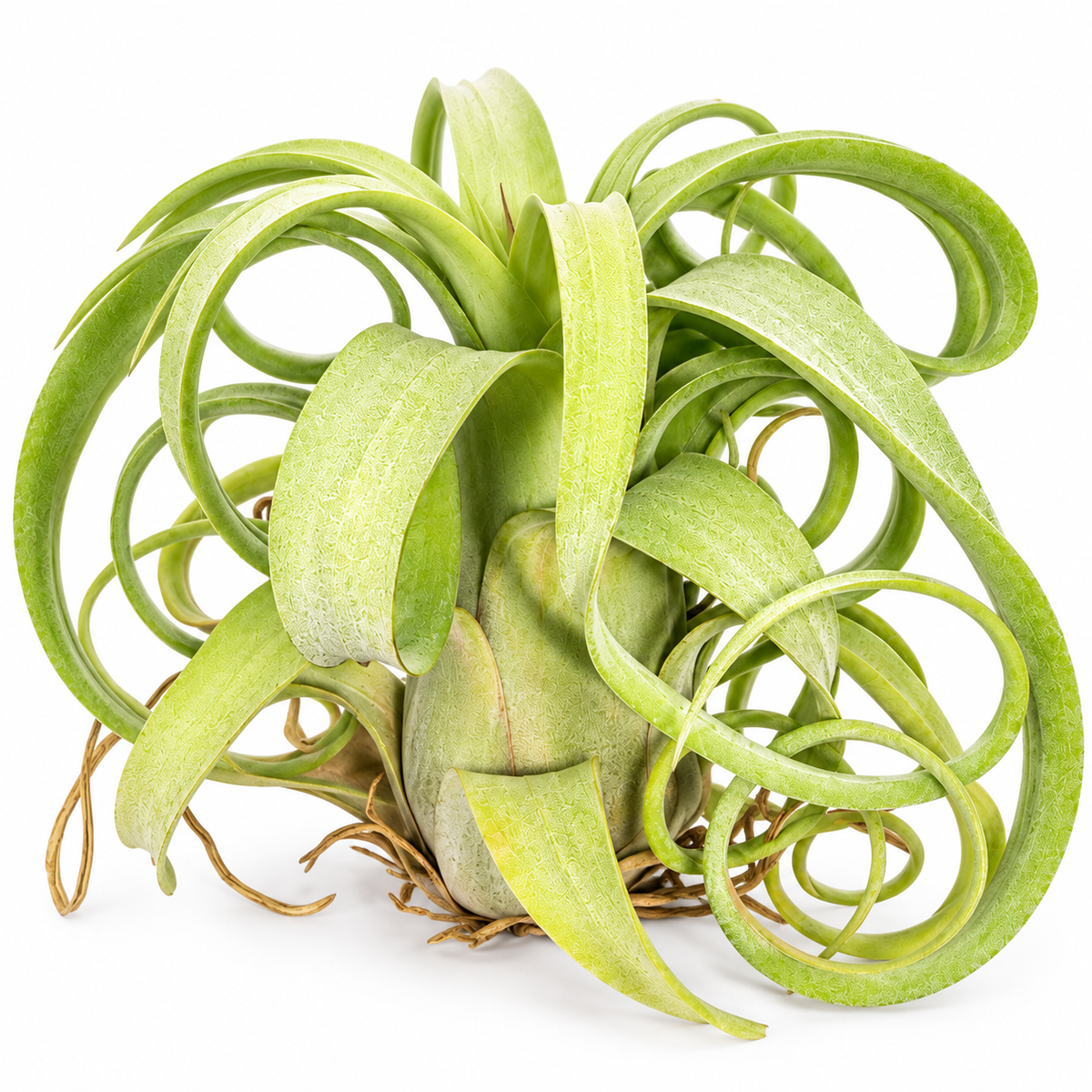 Curly Slim - Compact Air Plant - 5 to 7 Inches - Curling Leaves - Tillandsia - No Soil Required - Whimsical Features - Easy Care
