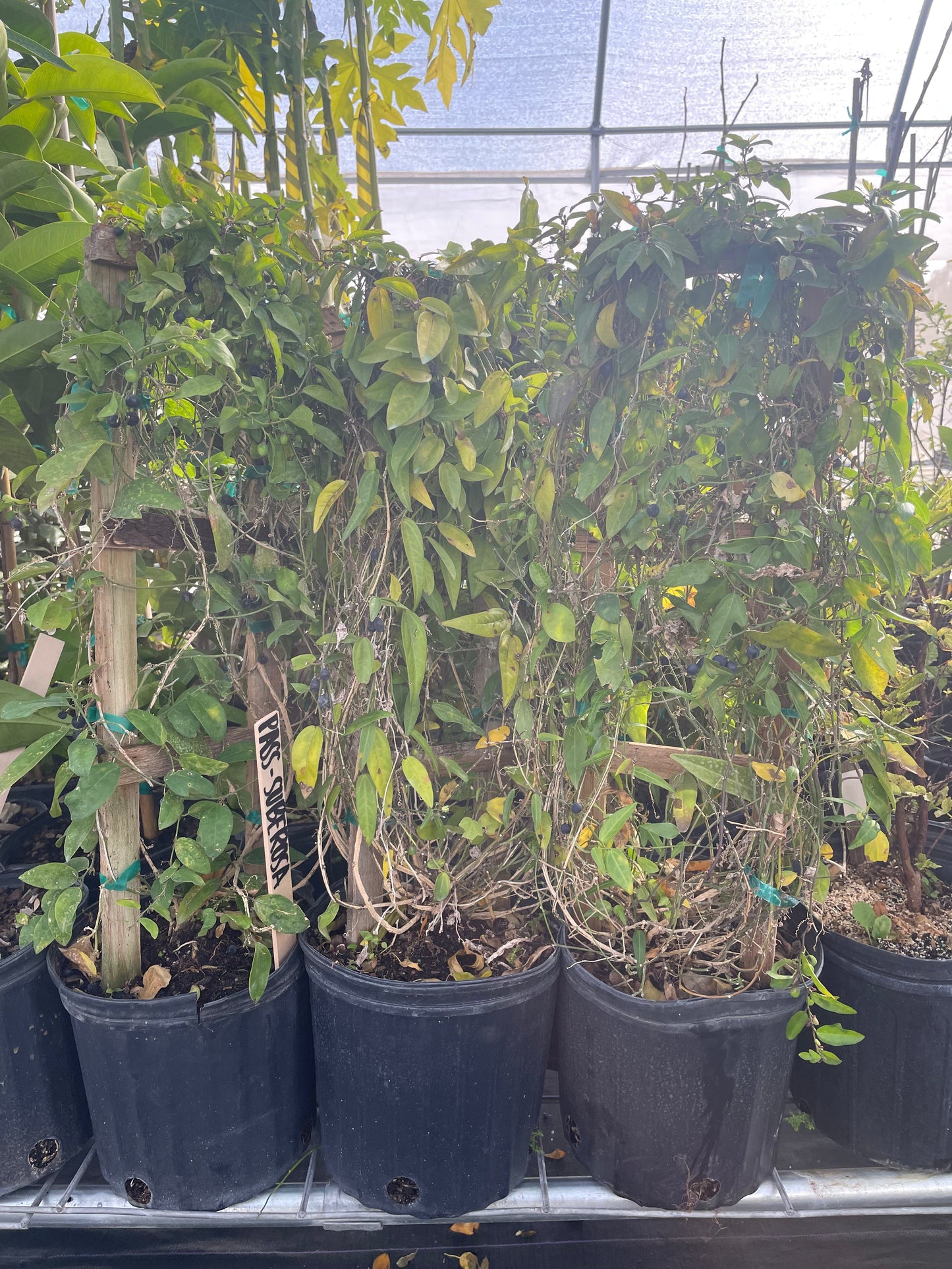 Passiflora Suberosa (Corky Stem Passion Fruit)