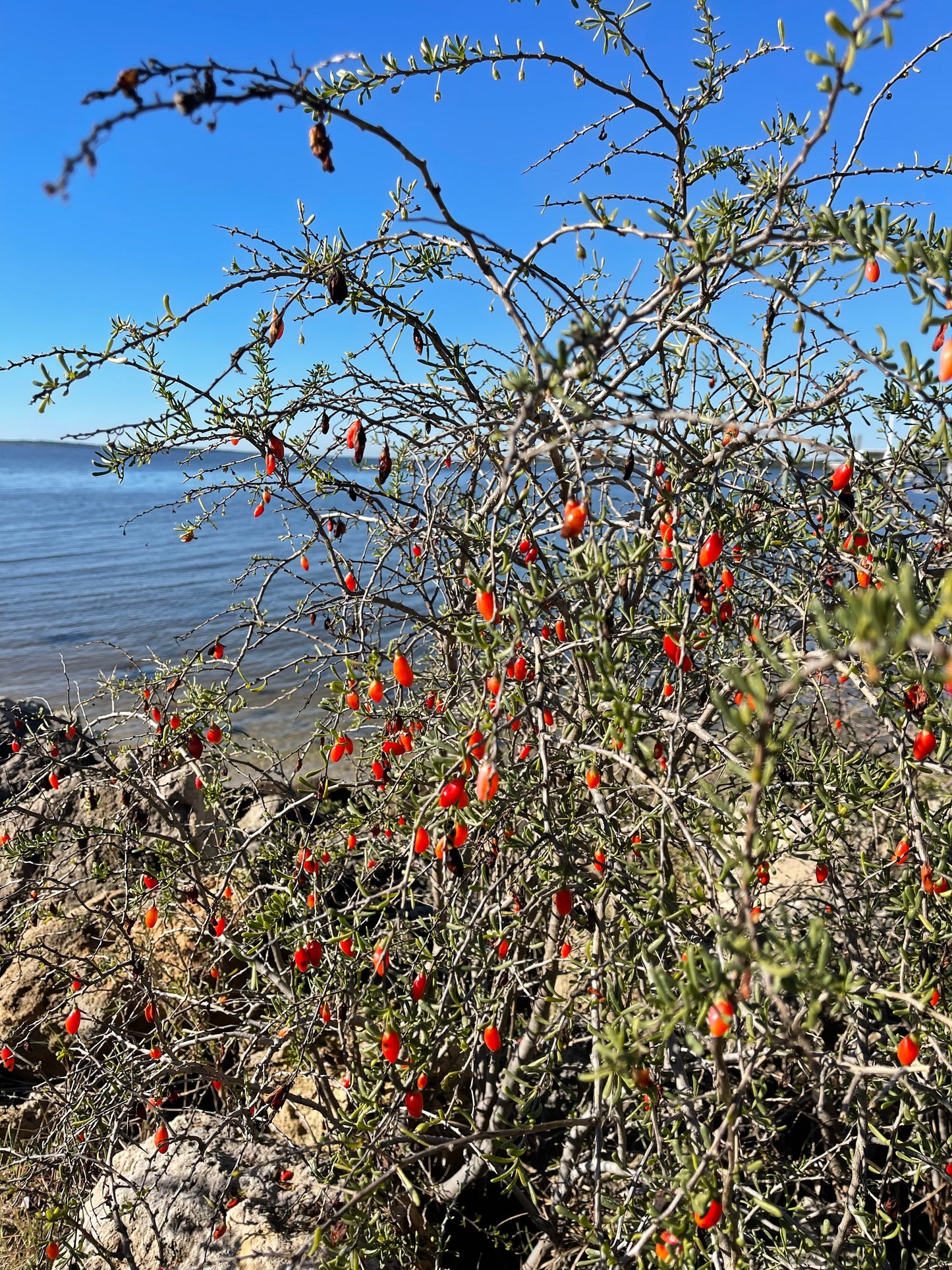 Christmasberry (Lycium carolinianum)