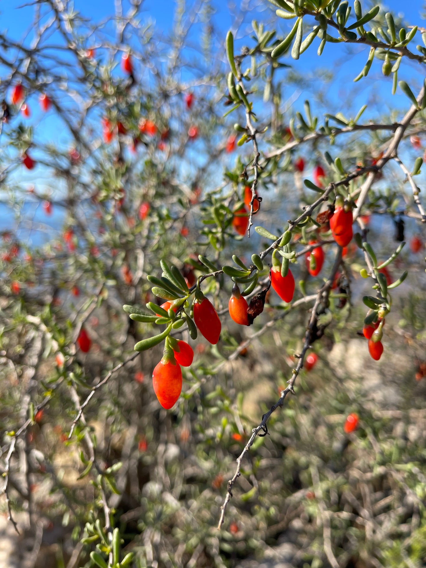Christmasberry (Lycium carolinianum)