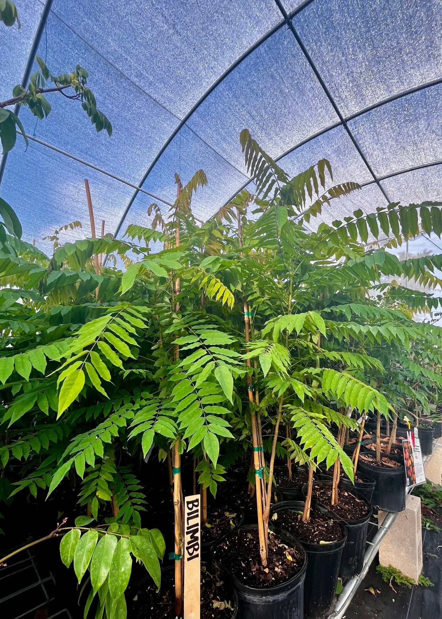 Bilimbi (Averrhoa bilimbi)