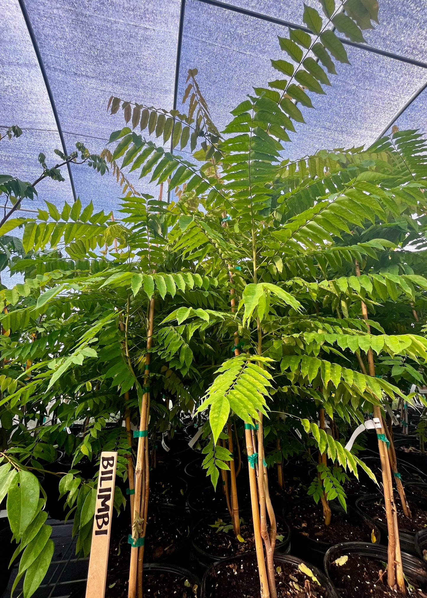 Bilimbi (Averrhoa bilimbi)