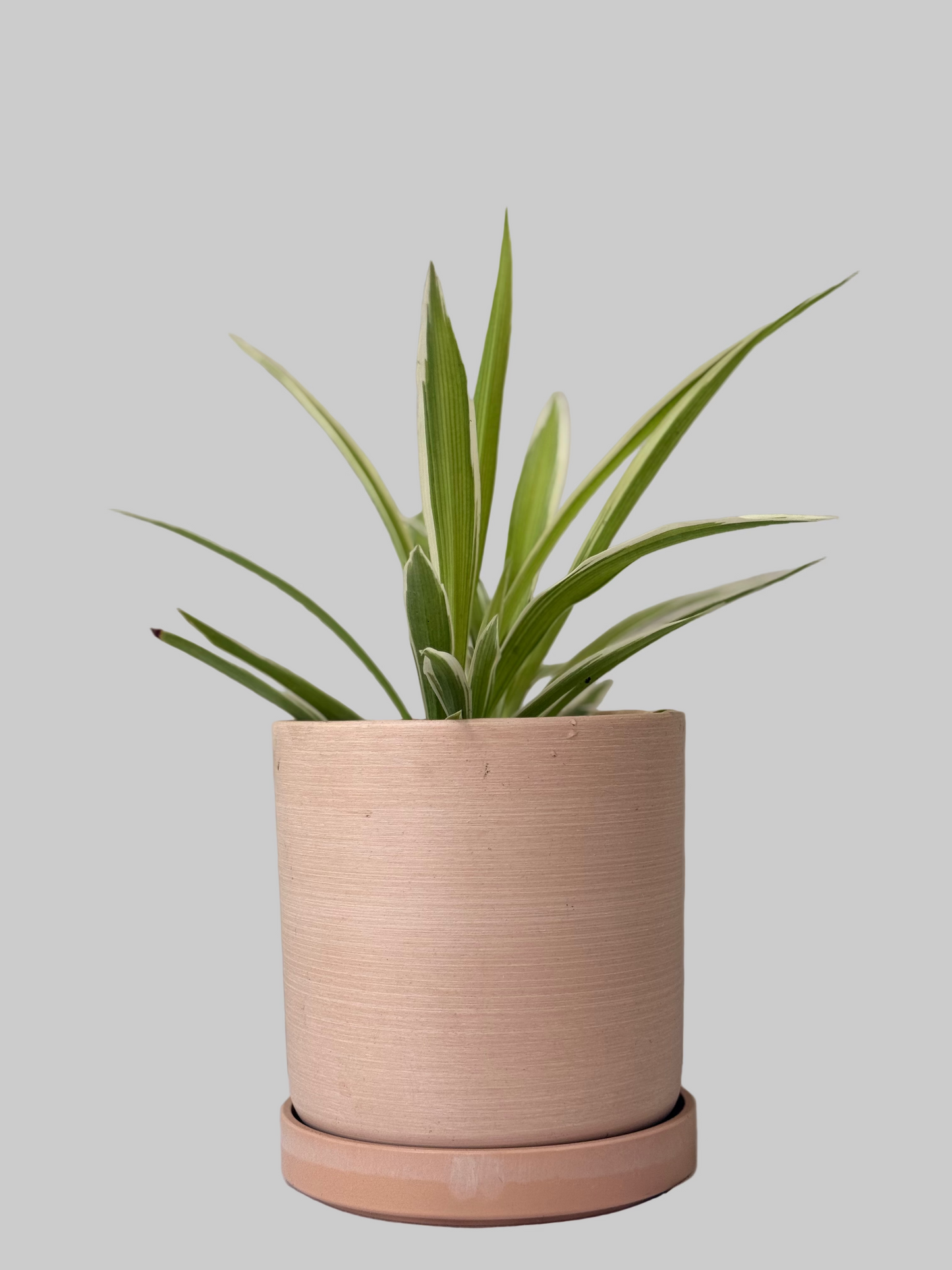 Spider Plant - Chlorophytum comosum - 4 Inch Nursery Pot - Easy to Grow - Beginner Houseplant - Air Purifying Plant - Low-maintenance - Office Plant