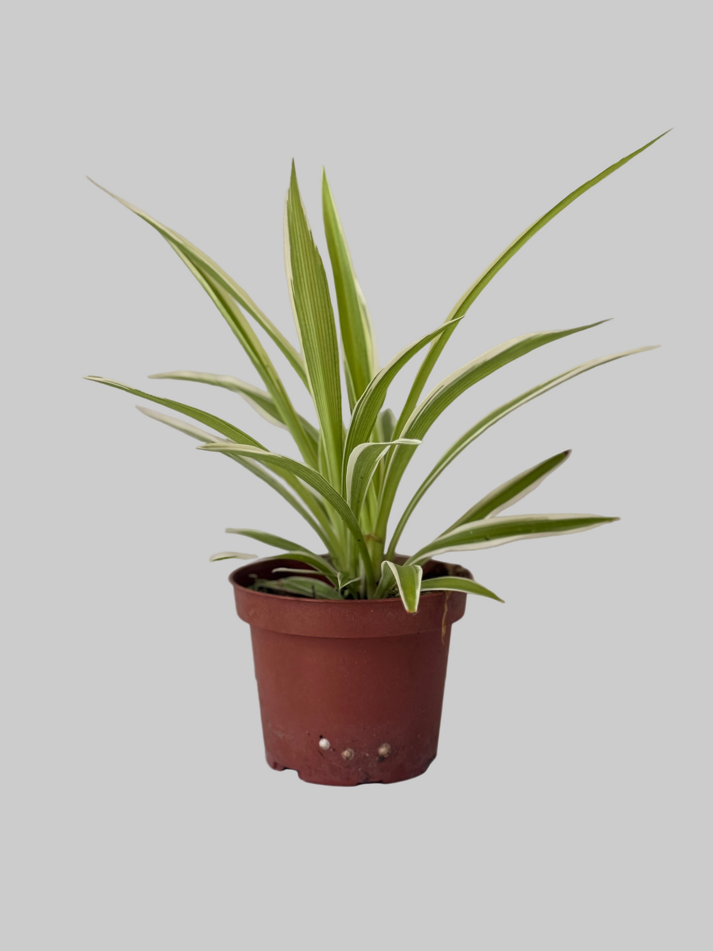 Spider Plant - Chlorophytum comosum - 4 Inch Nursery Pot - Easy to Grow - Beginner Houseplant - Air Purifying Plant - Low-maintenance - Office Plant
